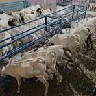 للبيع تيوس جملة خميس مشيط علي 500