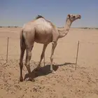 3 قعدان سودانيه محليه سكة زبح وركايب للتواصل واتس
