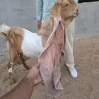 جفر حجازي خصم