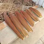 للبيع لقاح نخل خميس مشيط الرصراص للبيع لقاح نخل