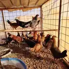 دجاج بلدي عمر سته شهور وما بيضت الان العدد 100 حبه 80 نتايات