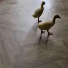 بط زغاليل