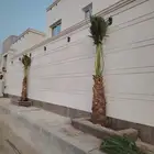النخيل للبيع
