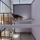 كناري