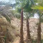 نخل واشنطني نخل عربي مثمر اشجار زيتون