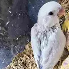 فرخ روز نهاية غر