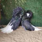 حمام زينه جاكوبين