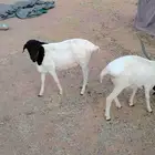 خرفان برابر