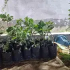 شتلات تين وتوت