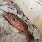 ناجل طازجه يومي اسماك فاخره