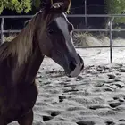 فرس جزيرية عبيه