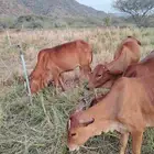 بقر للبيع