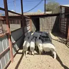 ذبايح النشاما