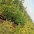 زراعيه