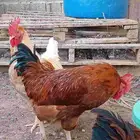 ديك لوهمان صافي