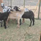 غنم سواكنيه خلفات ودفيع