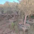 يوجد لدينا اشجار زيتون محضن للبيع