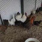 دجاج كويتي بياض وحضان