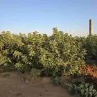 أشجار وشتلات تين كبيره مثمره إنتاجها طيب