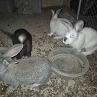 طقم ارانب للبيع كفو