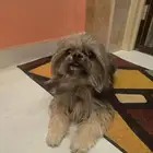 كلبه شيتزو للبيع