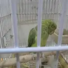 بغباء دره انثى مع جميع الملحقات