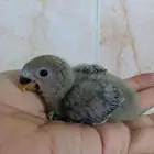 فرخ روز ب 100 ريال