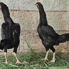 دجاج شامو الماني