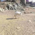 مراح راس الطير
