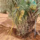 يتوفر لدينا جميع أنواع النخيل المثمره