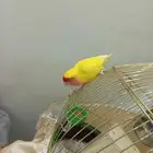 ببغاء روز لبيع بسعر مغري ورخيص جدا