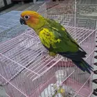 صن كنيور هدد اليف