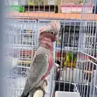 للبيع فروخ قالا سعر الحبه 2800 بدون قفص الموقع الدمام القطيف