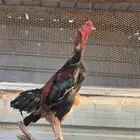 للبيع زوج دجاج سندي