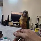 كنيور أناناس