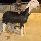 مشروع فحل نجدي خصم صنف معرف من الجهتين