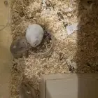 هامسترين ونتر وايت