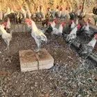 ديوك فيومي