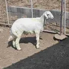 طلي حري مع التوصيل