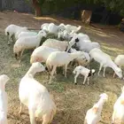 ضان رفيدي بلدي العدد 53 تحتها 21