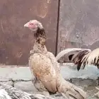 دجاج ميوالي