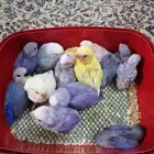 14 فرخ روز ((تم البيع))