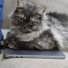 قط ذكر عمره سنه طالب تزاوج