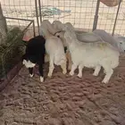 طليان للبيع
