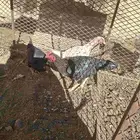 دجاج باكسناني ببلجرشي