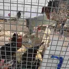 دجاج مشكل