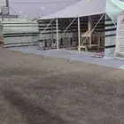 بيت شعر 7ب5 ابيض