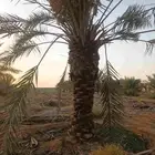 نخل مثمر