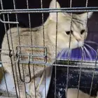 سكوتش مع طفلها