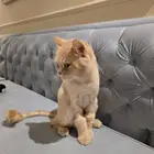 قط سكوتش لال تبني